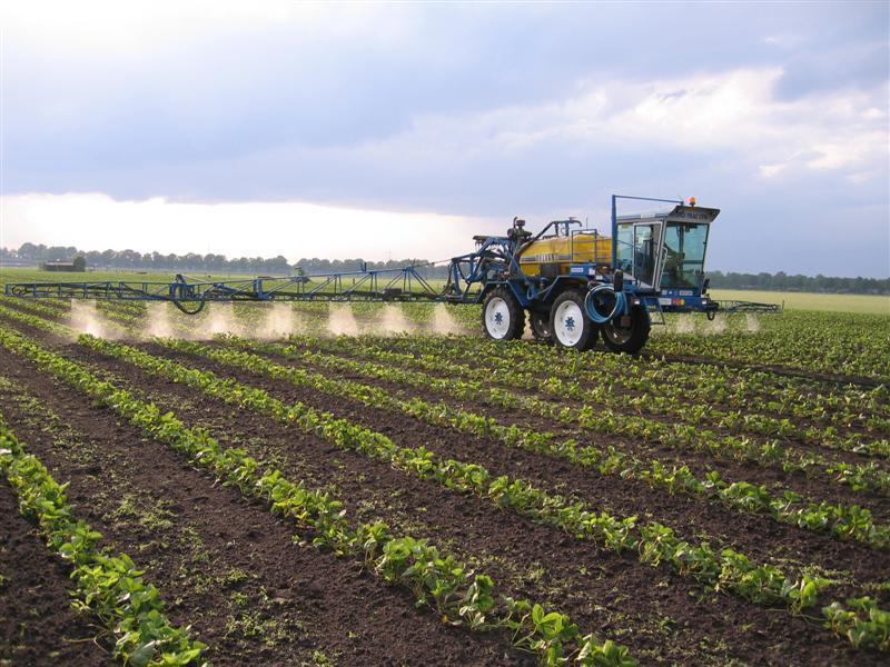 Leon Vissers Vissers aardbeiplanten BV America (16).JPG